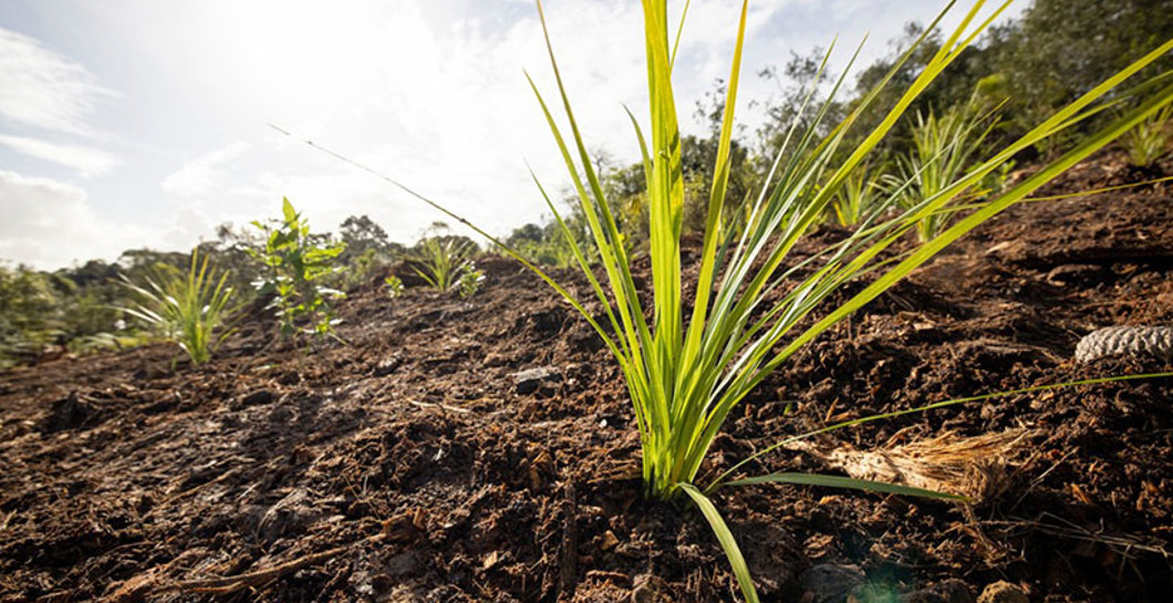 Tūpuna Maunga community planting days image