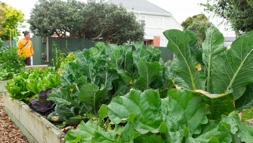 The kai resilience movement in Tāmaki Makaurau preview image