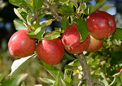 Apple Trees - Armour Bay Reserve preview image